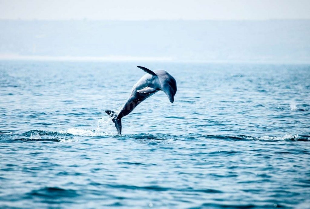 e playful dolphins and enjoy the tranquility and natural beauty of the island at its best.