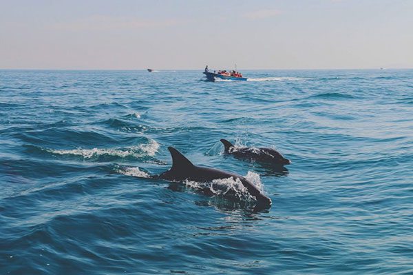 This article explores the best time to watch dolphins on Hengam Island. Early morning is t