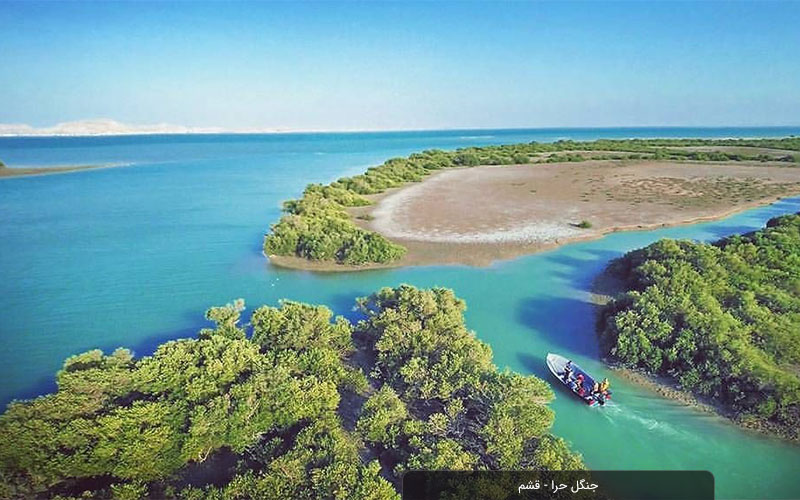 جنگل حرا قشم: زیست‌بوم شگفت‌انگیز در آب‌های شور