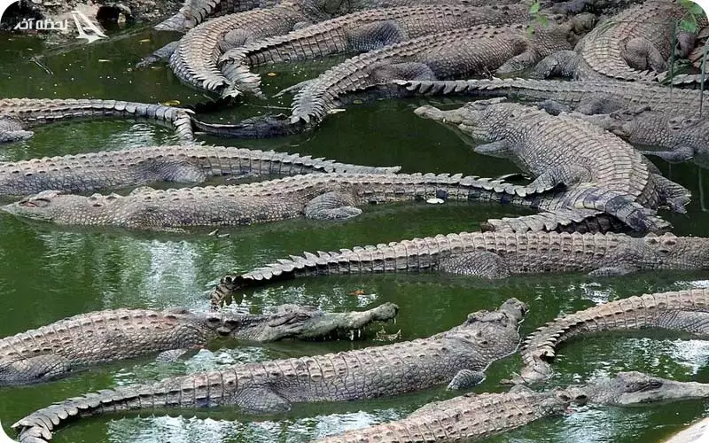 Qeshm's Crocodile Park: Conservation and Close Encounters with Powerful Reptiles