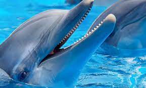 Dolphin Dance on Hengam Island: Nature at Its Most Beautiful
