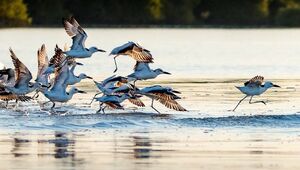 Migratory Birds in Hara Forest and Qeshm Shores: Importance for Ecotourism