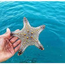 Unique Marine Creatures in the Waters Around Qeshm