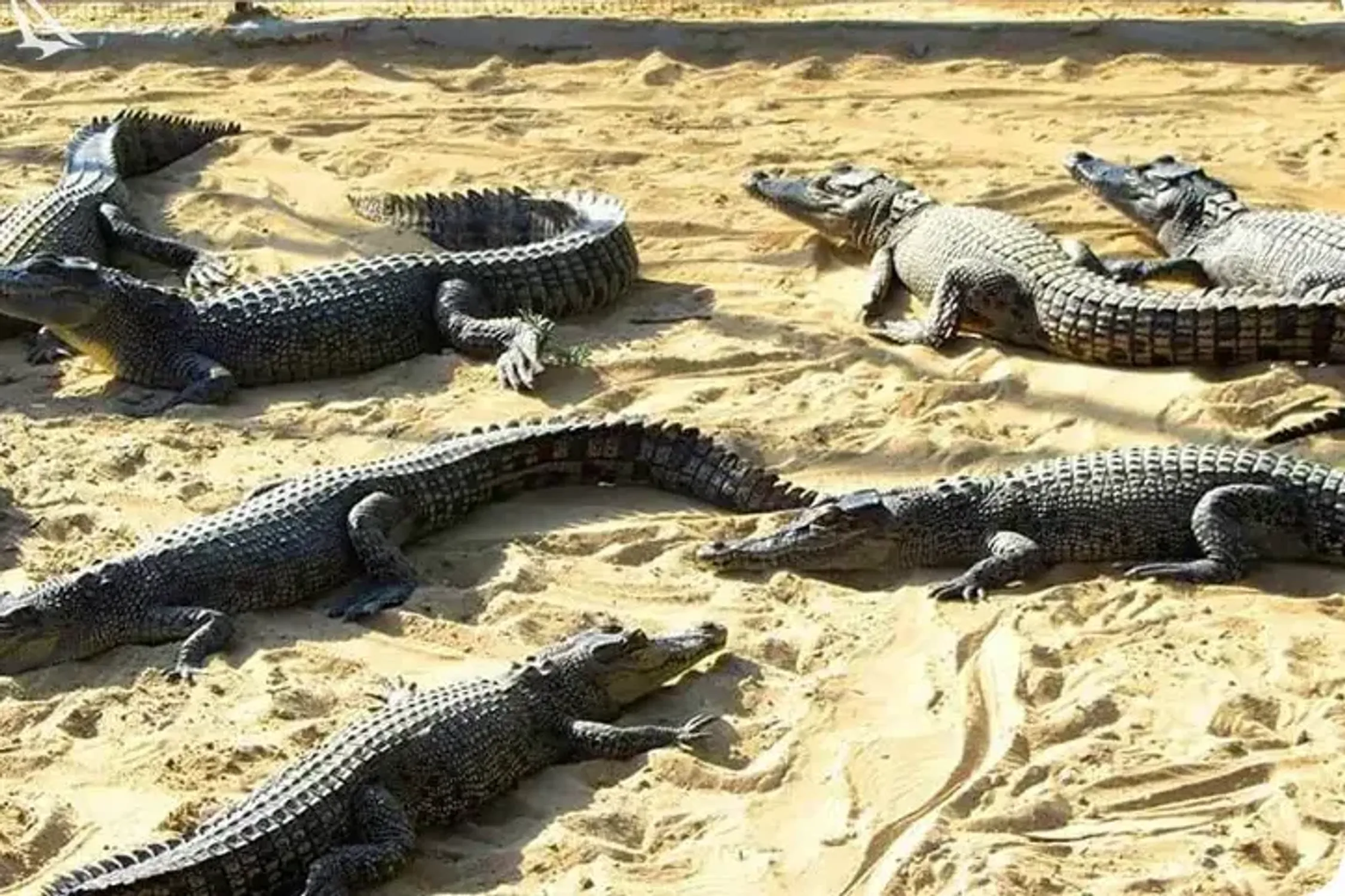 Qeshm Nightlife and Entertainment: A Tourist Guide