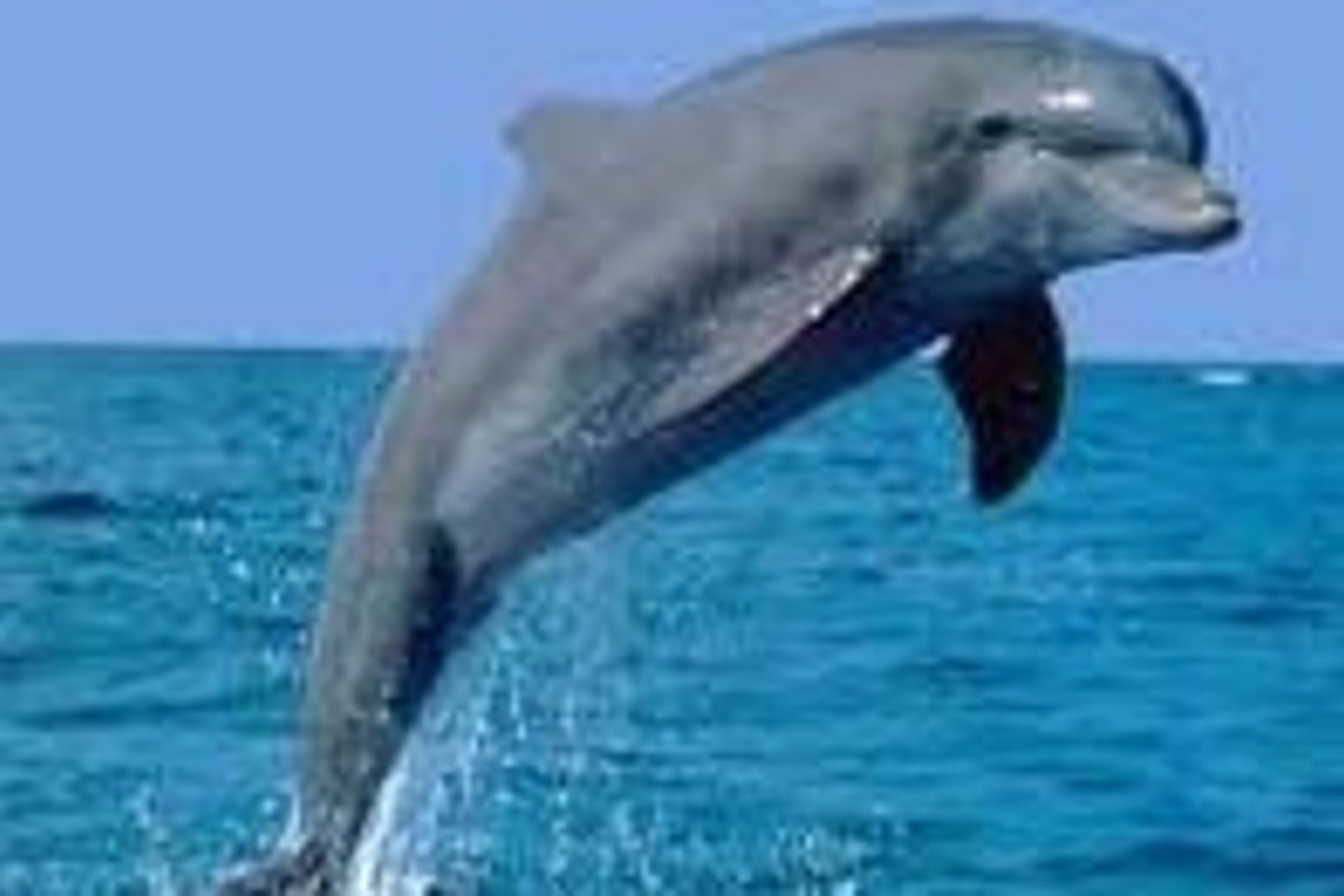 The Habitat of Dolphins in Qeshm: A Treasure of Beauty and Biodiversity